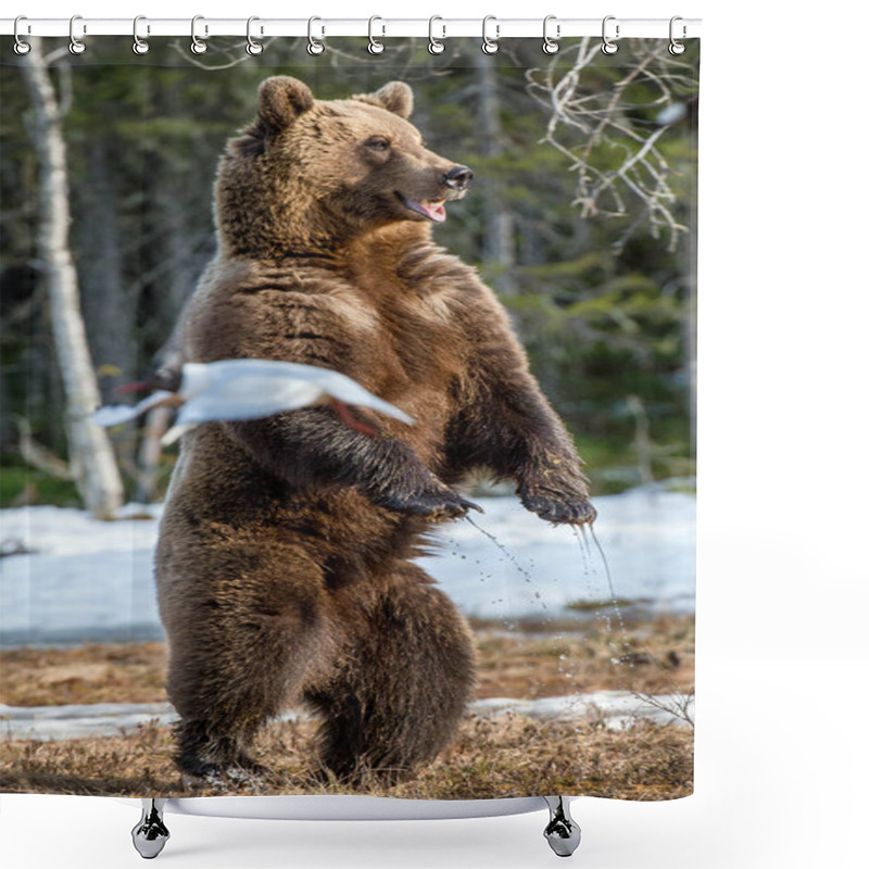 Personality  Brown Bear Standing On Hind Legs Shower Curtains