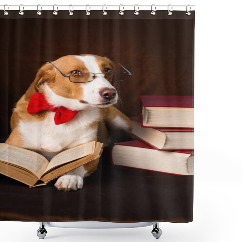 Personality  Cute Mixed Breed Dog Posing As An Intellectual Shower Curtains