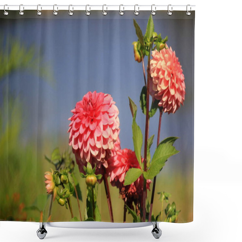 Personality  Red Asters Blooming In The Garden On A Sunny Summer Day Shower Curtains