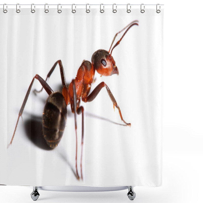 Personality  Big Red Ant Isolated On White Background. Shower Curtains