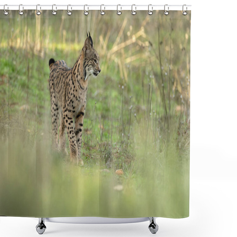 Personality  Young Female Iberian Lynx In A Mediterranean Oak Forest With The Last Light Of An Early Winter Day Shower Curtains