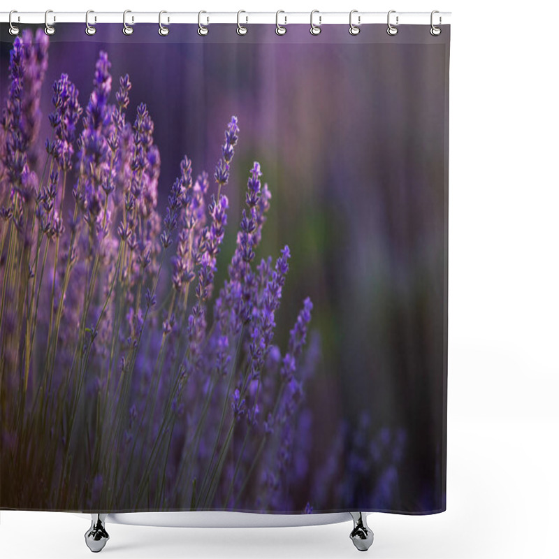 Personality  Blooming Lavender Flowers In A Provence Field Under Sunset Light In France. Soft Focused Purple Lavender Flowers With Copy Space. Summer Scene Background. Shower Curtains