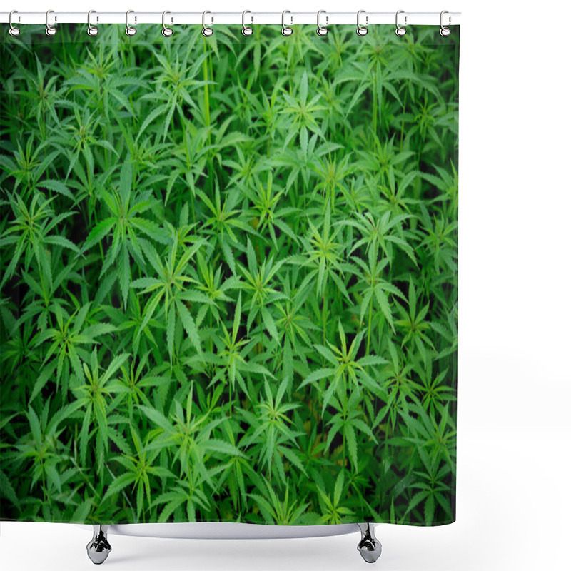 Personality  Young Cannabis Plants Shower Curtains