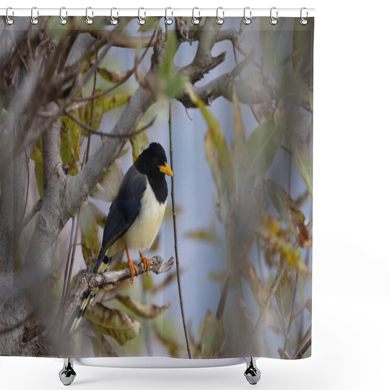 Personality  Yellow-billed Blue Magpie, Urocissa Flavirostris, Uttarakhand, India Shower Curtains