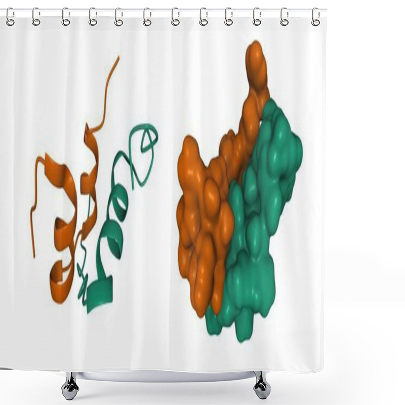 Personality  Structure Of Human Hormone Insulin-like Peptide-3 Heterodimer, 3D Cartoon And Gaussian Surface Models, White Background Shower Curtains