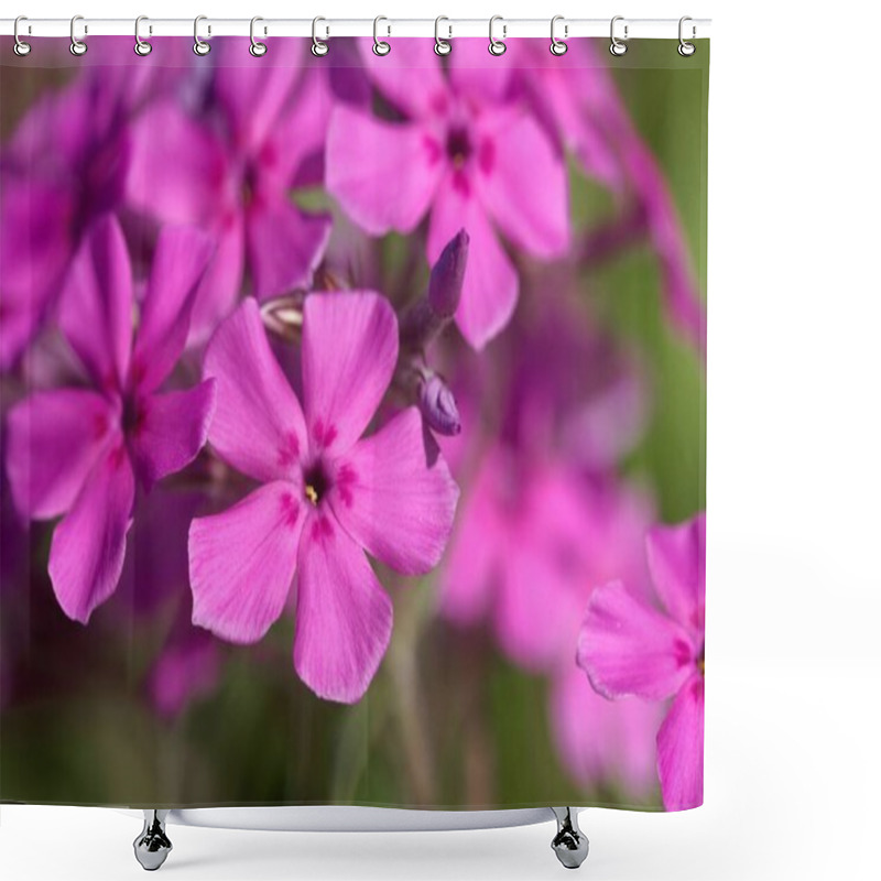 Personality  Flowers Of A Cultivated Prairie Phlox Plant, Phlox Pilosa Shower Curtains