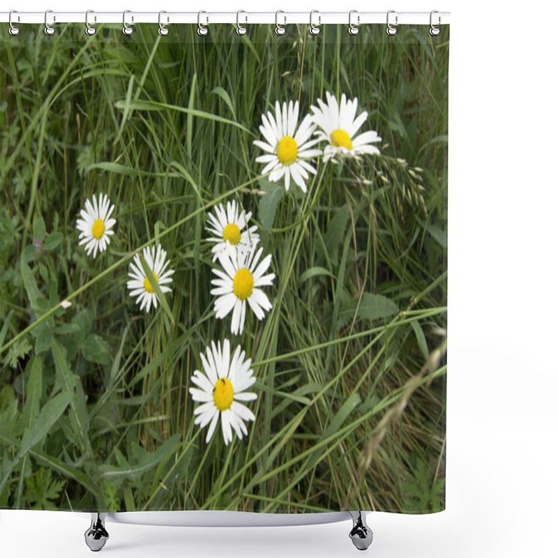 Personality  Blooming Daisies, White With Yellow Flower On Grass Background Shower Curtains