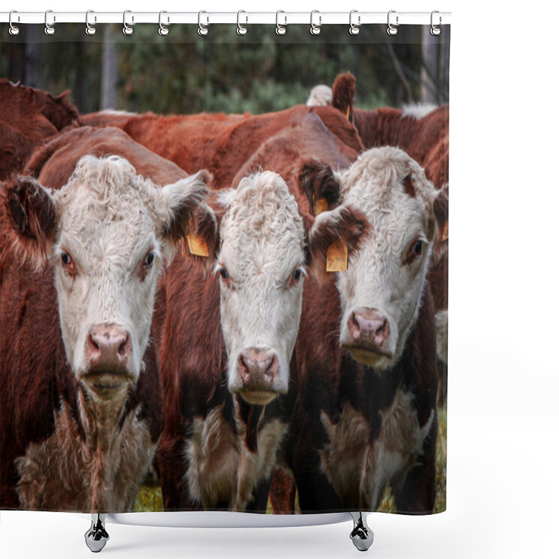 Personality  Portrait Of Cows Standing On Field Shower Curtains