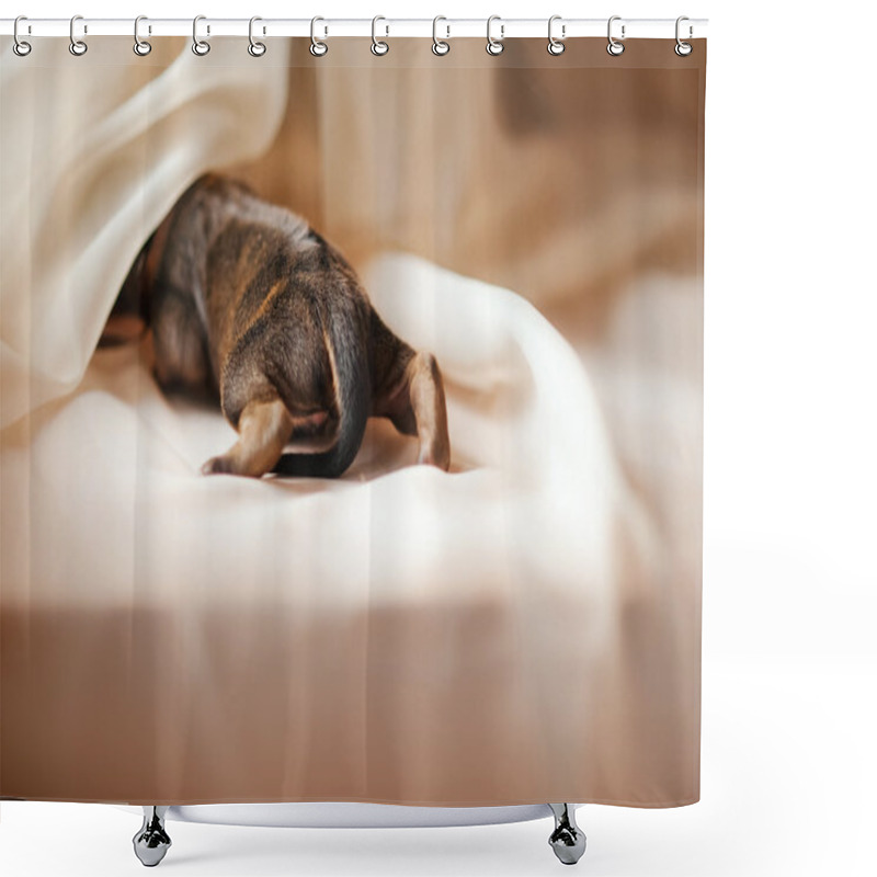 Personality  Newborn Puppy Crawls Away Shower Curtains