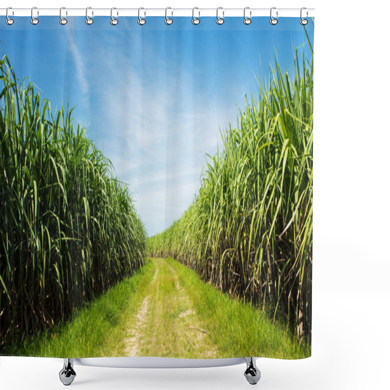 Personality  Sugarcane Field And Road With White Cloud In Thailand Shower Curtains