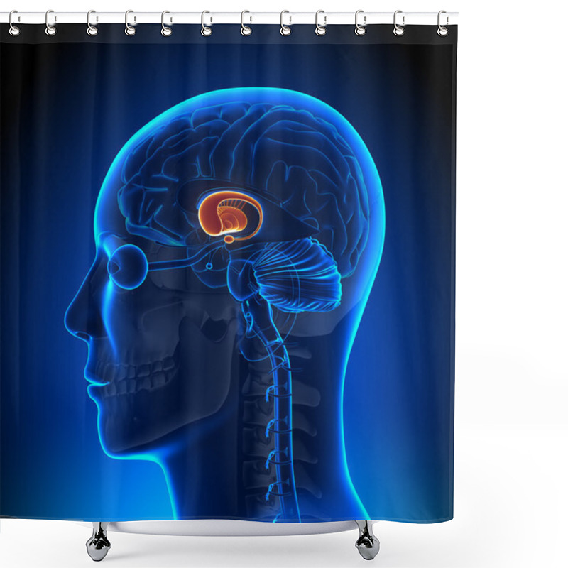 Personality  Brain Anatomy - Basal Ganglia Shower Curtains