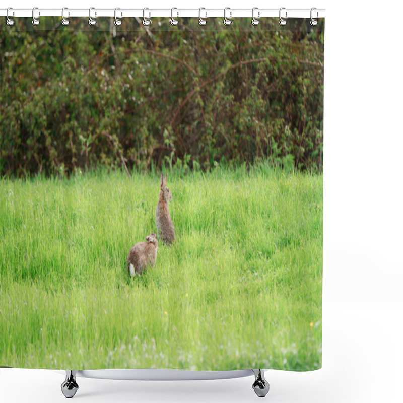 Personality  Wild Rabbits Shower Curtains