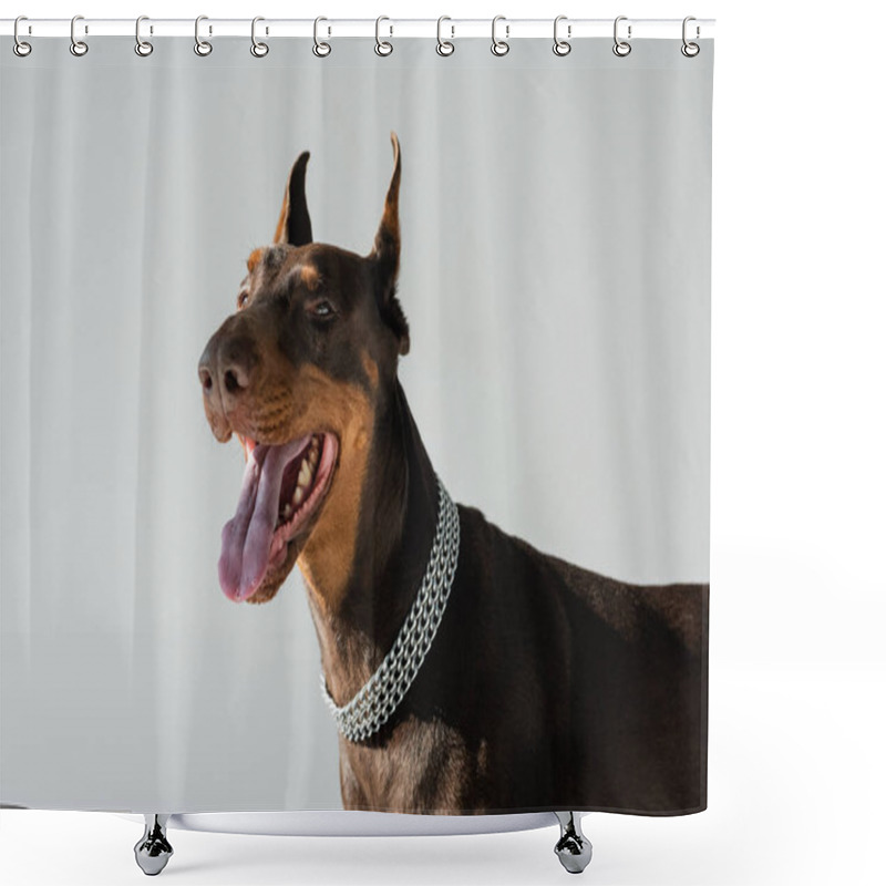 Personality  Strong Doberman Dog In Chain Collar Isolated On Grey Shower Curtains