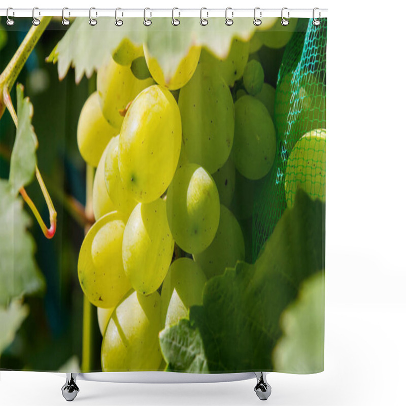 Personality  Fresh Bunch Of White Grapes On The Field. Shower Curtains