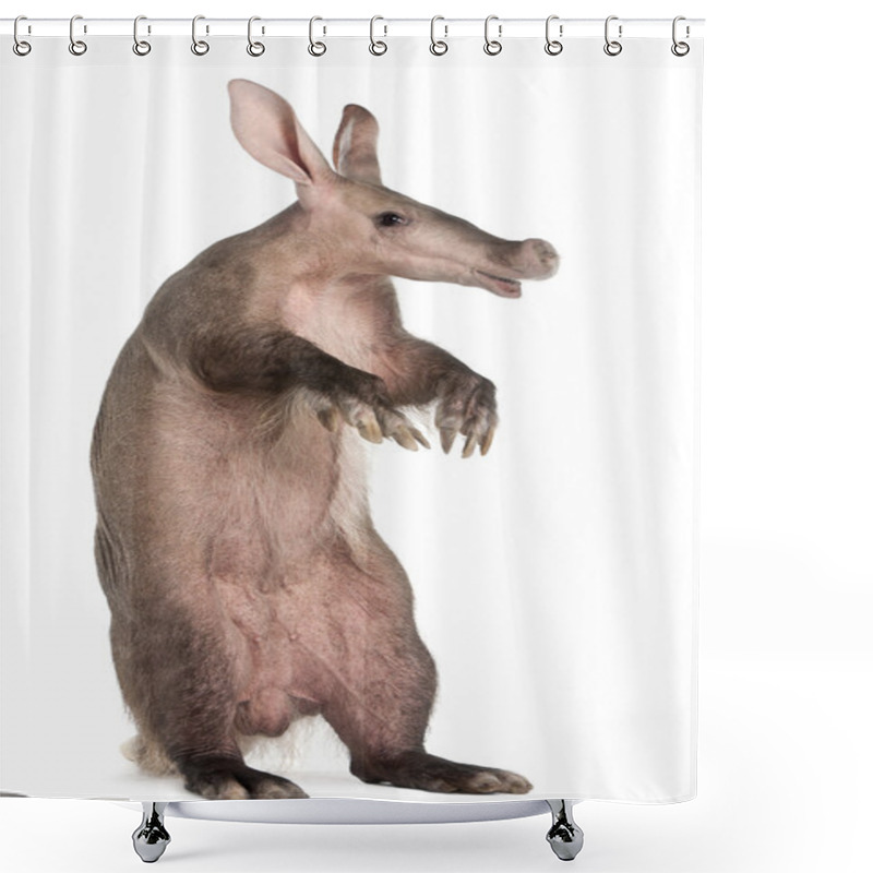 Personality  Aardvark, Orycteropus, 16 Years Old, Standing In Front Of White Background Shower Curtains