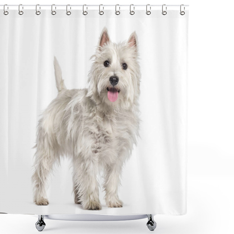 Personality  West Highland White Terrier In Front Of White Background Shower Curtains