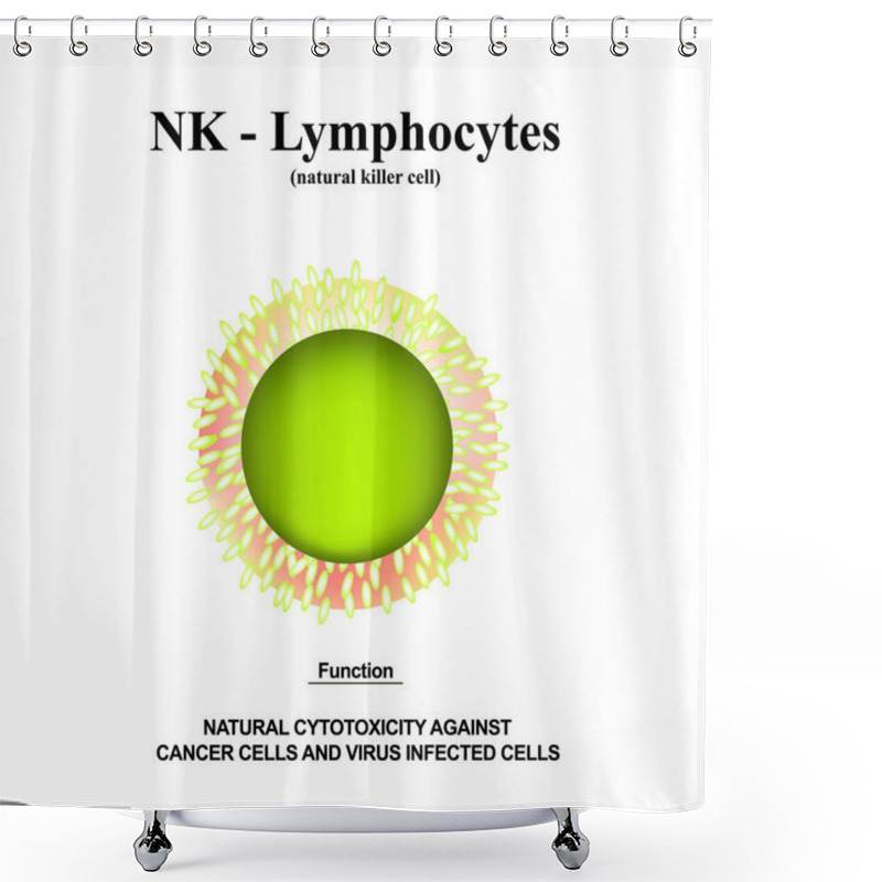 Personality  NK Lymphocytes Structure. The Functions Of NK Lymphocytes. Immunity Helper Cells. Infographics. Vector Illustration On Isolated Background. Shower Curtains