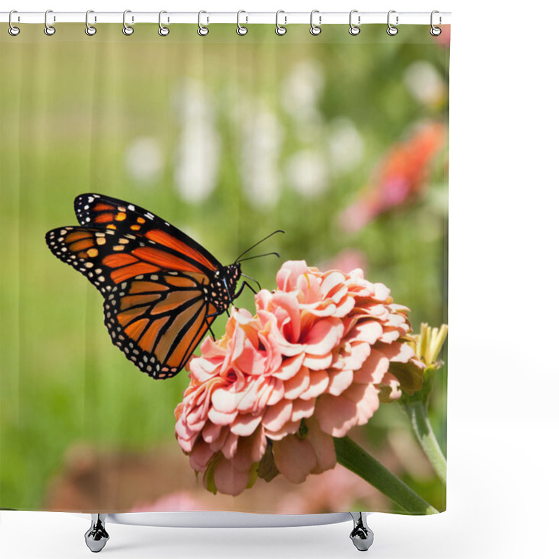 Personality  Monarch Butterfly On Pink Zinnia Shower Curtains