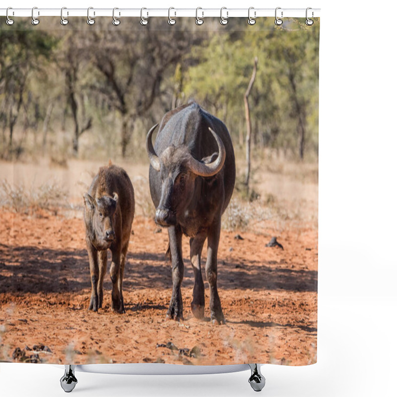 Personality  An African Buffalo Mother And Calf Standing In Savanna While The Mother Gets A Grooming From Oxpecker Birds Shower Curtains