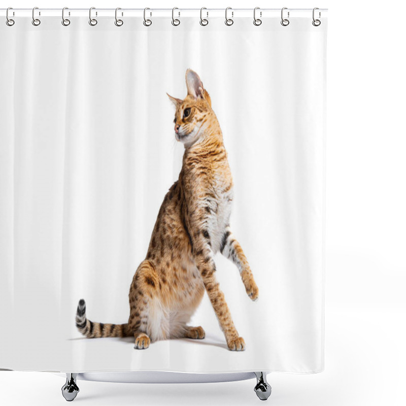 Personality  Savannah F1 Catsitting And Playing, Isolated On White Shower Curtains