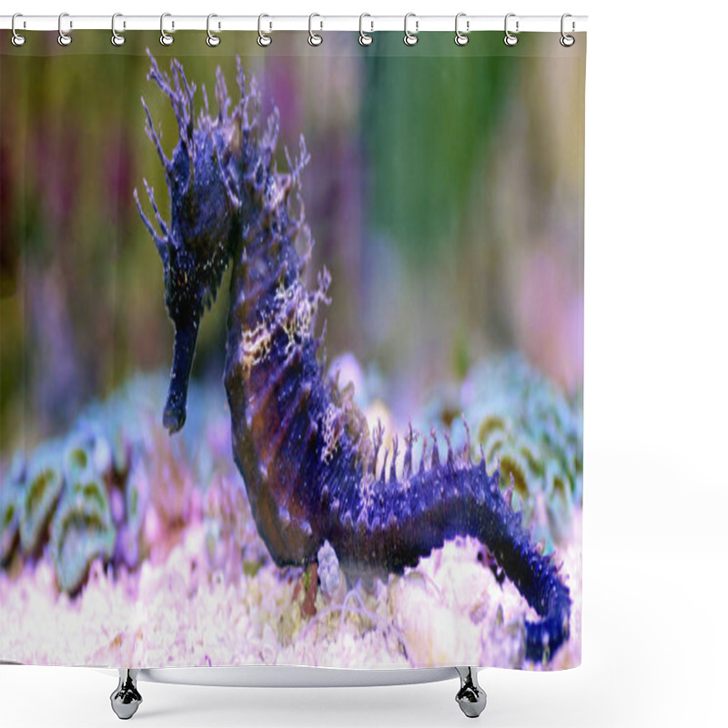 Personality  Profile Of Mediterranean Seahorse In Saltwater Aquarium Tank - Hippocampus Guttulatus Shower Curtains