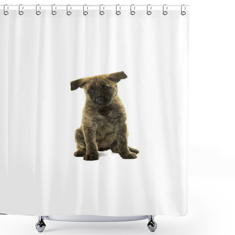 Personality  Cute Dutch Wire-haired Shepherd Puppy Sitting Facing Camera Isol Shower Curtains