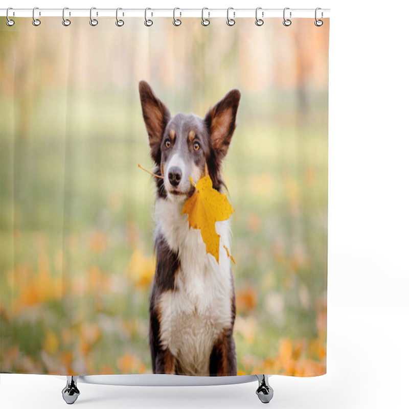 Personality  Border Collie Dog With Toy. Dog Holding Autumn Leaf In The Mouth. Autumn Concept. Autumn Leaves. Fall Season Shower Curtains