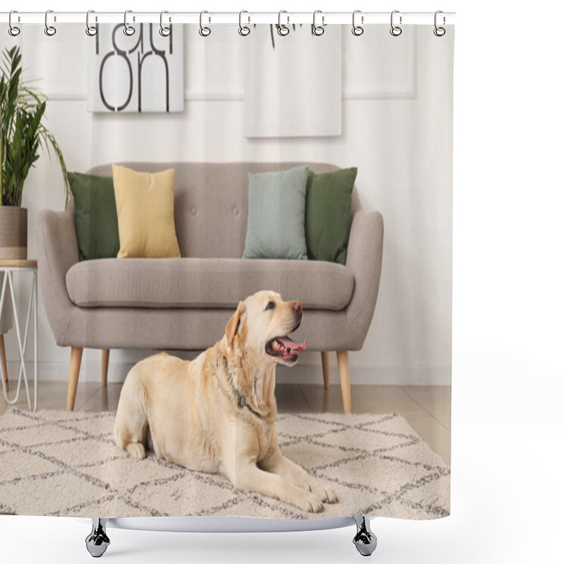 Personality  Cute Labrador Dog Lying On Carpet At Home Shower Curtains