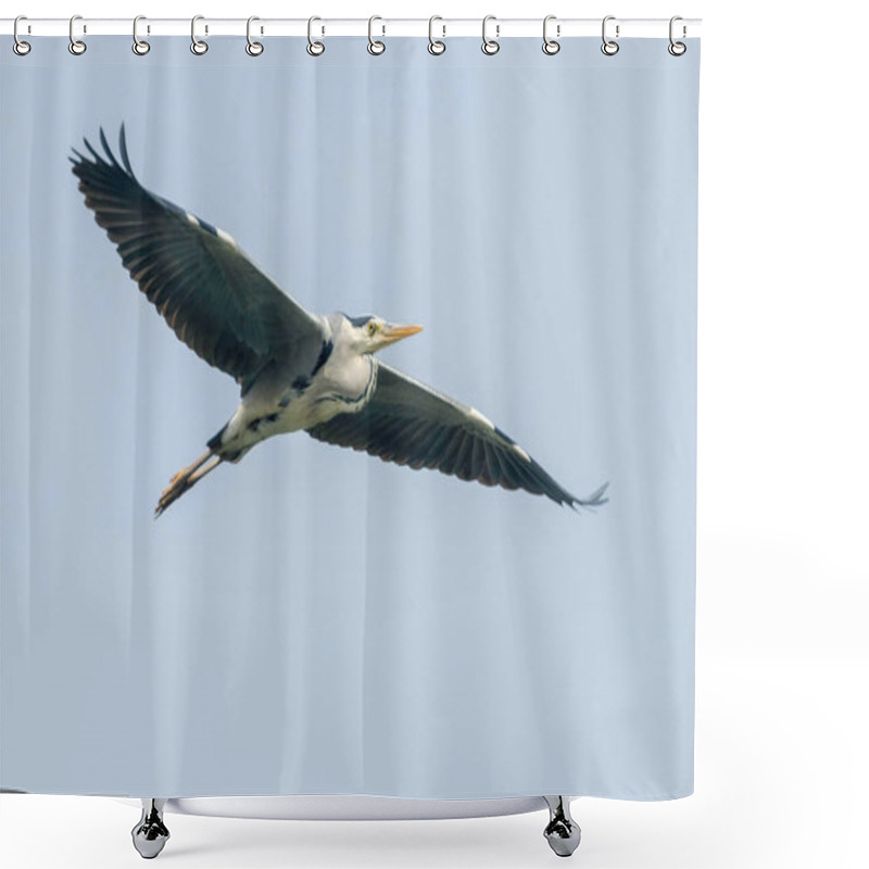 Personality  Grey Heron Flight (ardea Herodias) Grey Headed Heron Flying Blue Sky  Shower Curtains