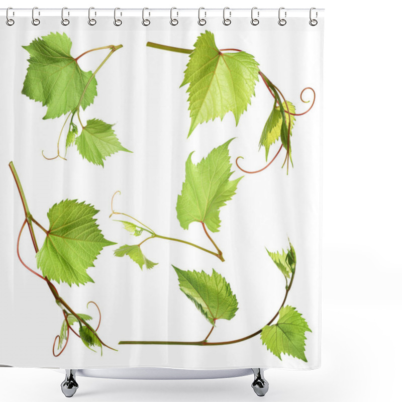 Personality  Set Of Grapevines With Green Leaves On White Background Shower Curtains