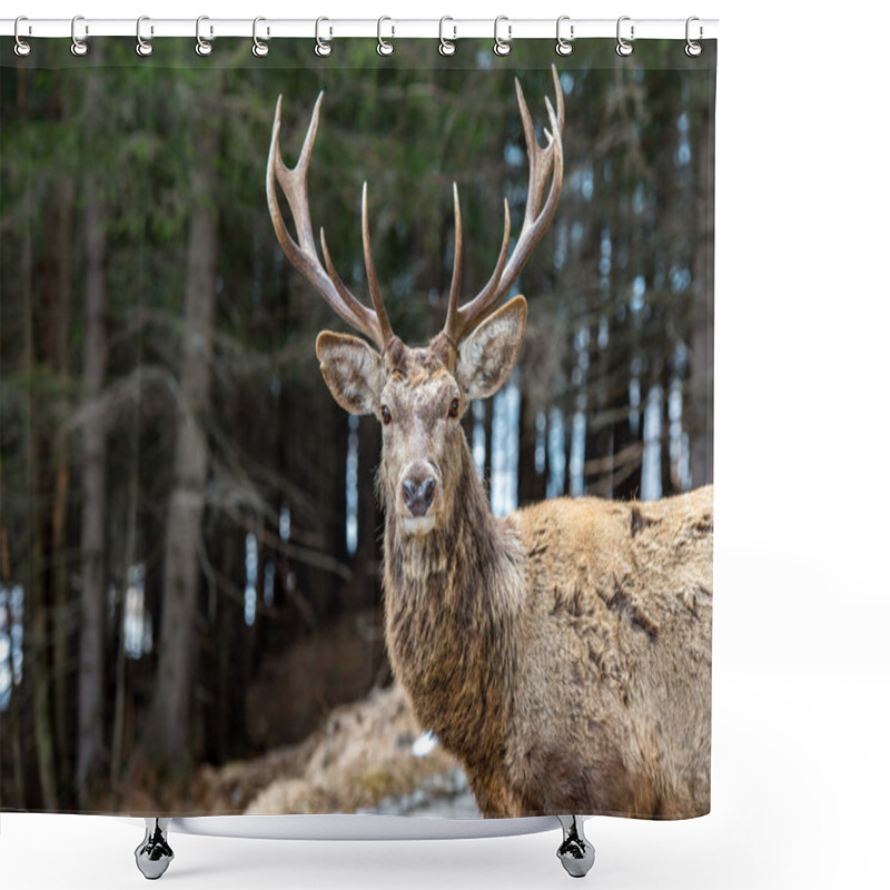 Personality  Male Deer Portrait While Looking At You Shower Curtains