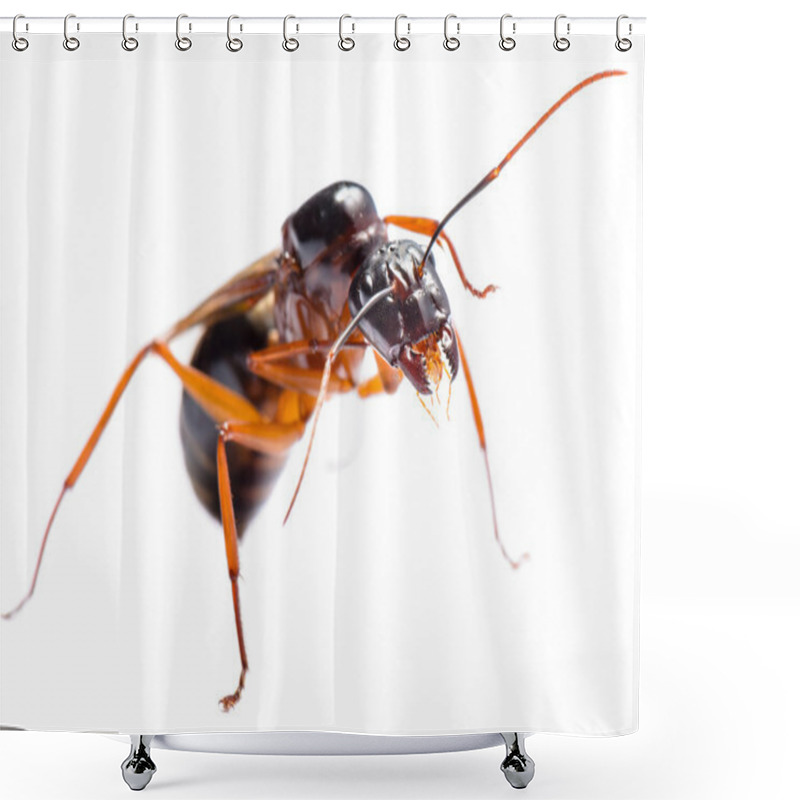 Personality  Black Carpenter Ant (Camponotus Pennsylvanicus) Shower Curtains