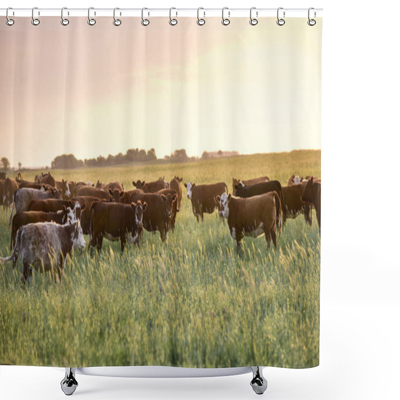 Personality  Steers And Heifers Raised With Natural Grass Shower Curtains