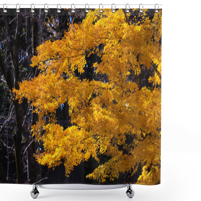 Personality  Tree Leaves Vibrantly Stand Out Against The Deep Shadows Shower Curtains