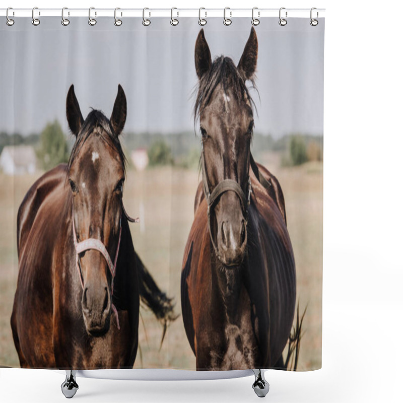 Personality  Portrait Of Beautiful Black Horses Grazing On Field In Countryside  Shower Curtains