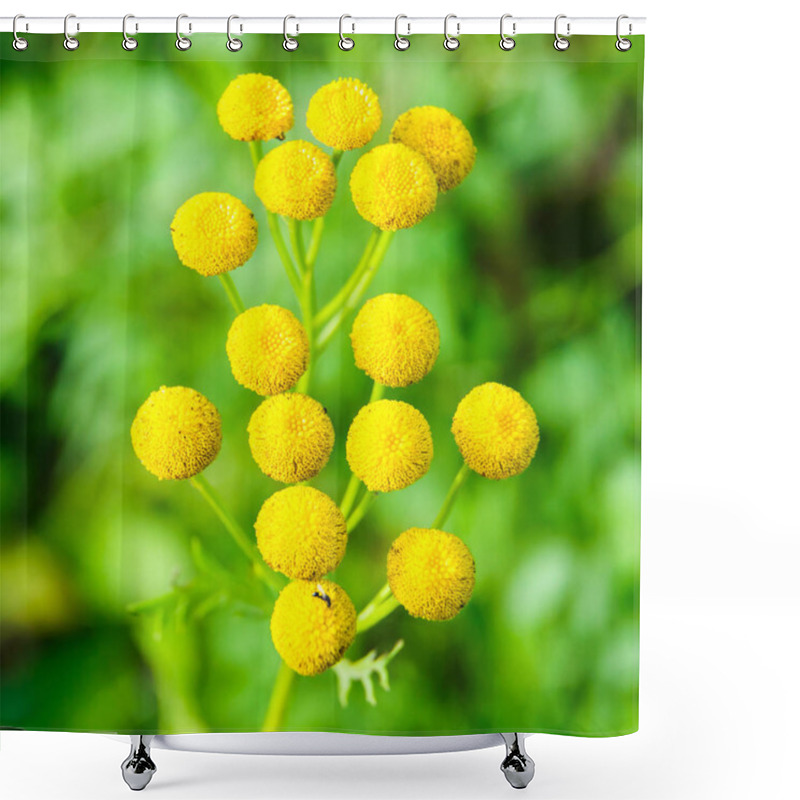 Personality  Tanacetum Vulgare Or Tansies Shower Curtains