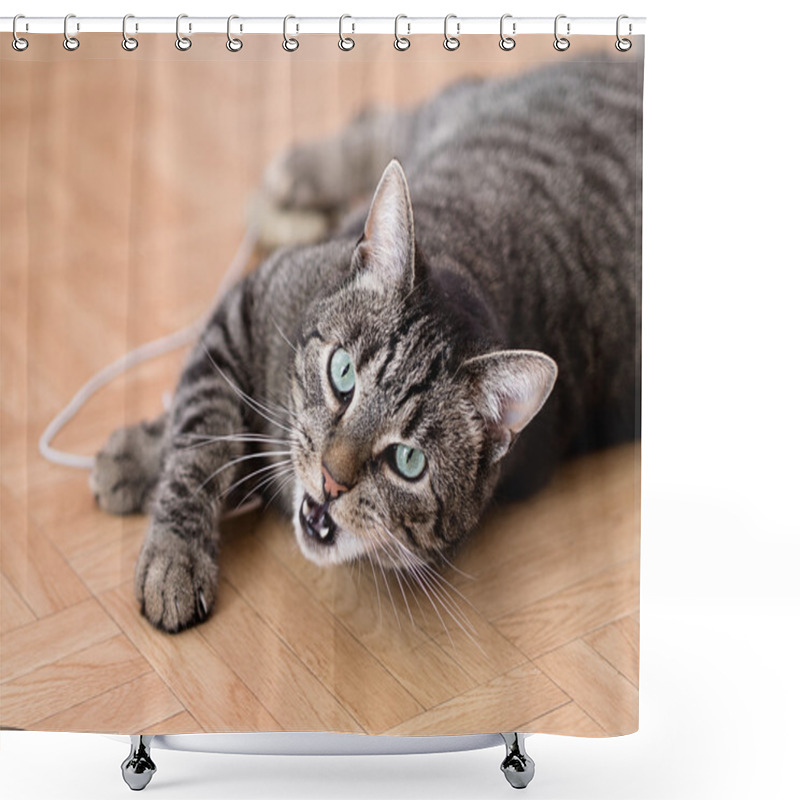 Personality  A Grey Striped Cat Plays In A Flat Shower Curtains