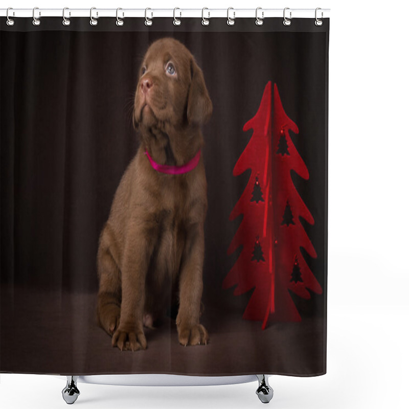 Personality  Chocolate Labrador Puppy Sitting On Brown Background Near The Christmas Tree Shower Curtains