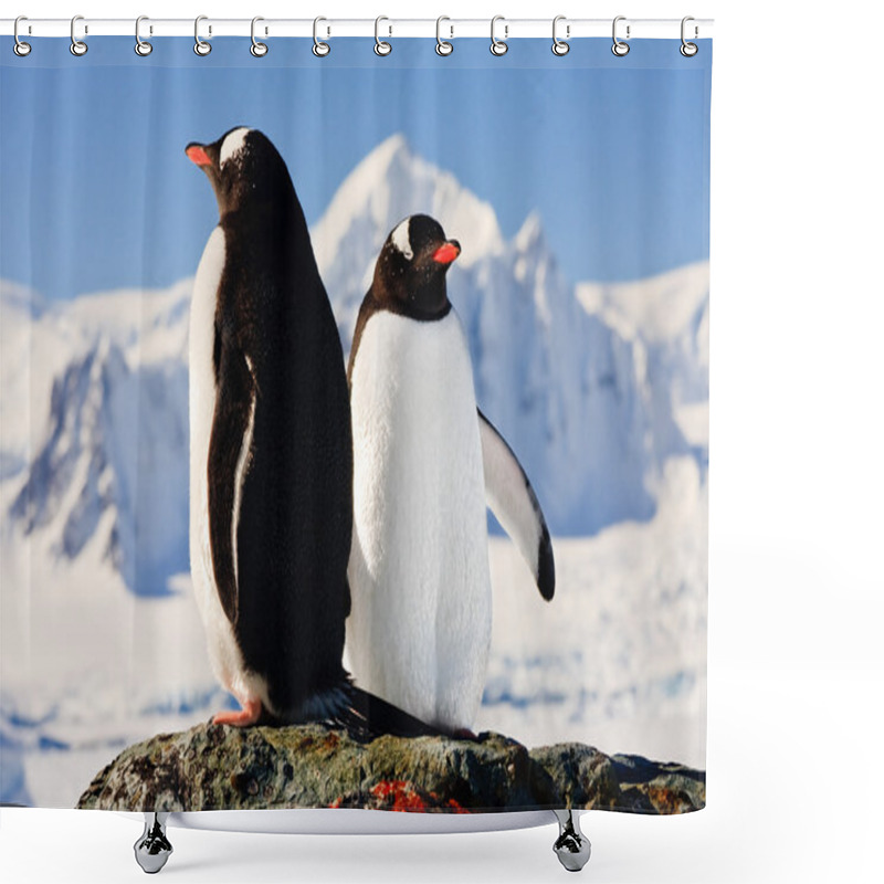 Personality  Two Penguins Dreaming Shower Curtains