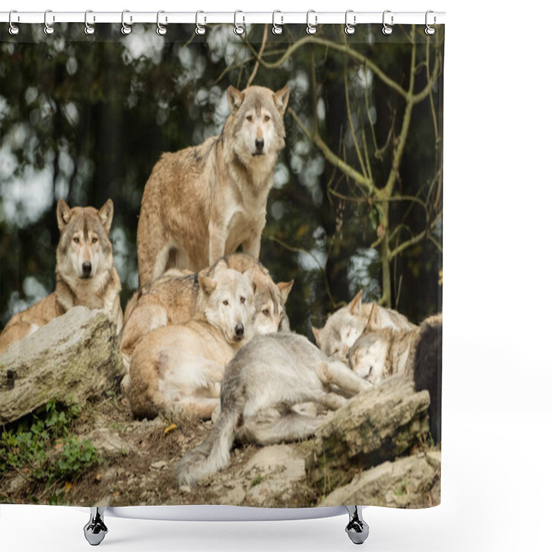 Personality  A Pack Of Wolves On A Rock Shower Curtains