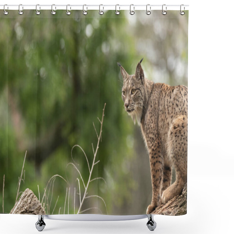 Personality  Iberian Lynx Photographed At The Madrid ZooSpain, Europe. Shower Curtains