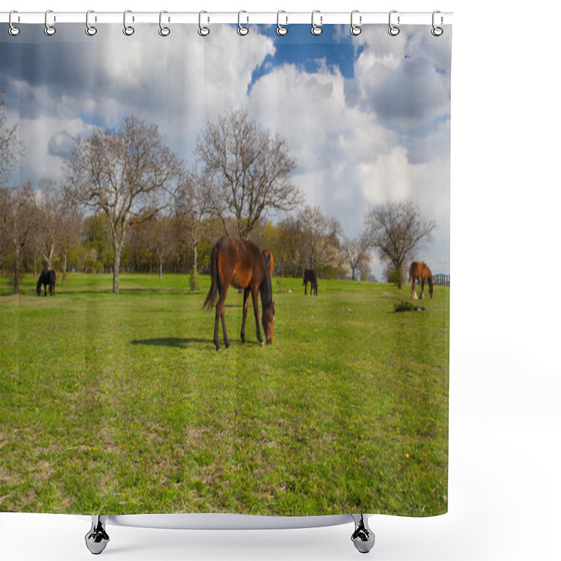 Personality  Small Herd Of Horses On Spring Pasture Shower Curtains