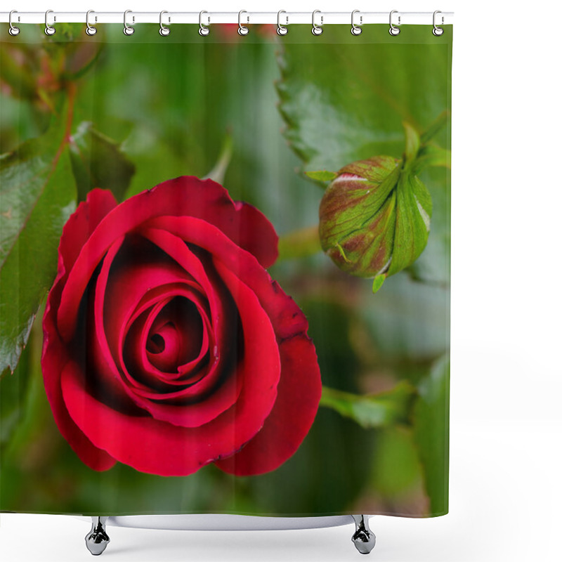 Personality  Beautiful Rose Blooms On A Bush In The Garden Shower Curtains