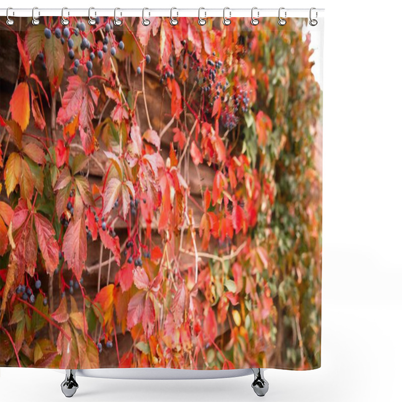 Personality  Rustic Wooden Wall With Red Autumn Leaves And Blue Berries Shower Curtains