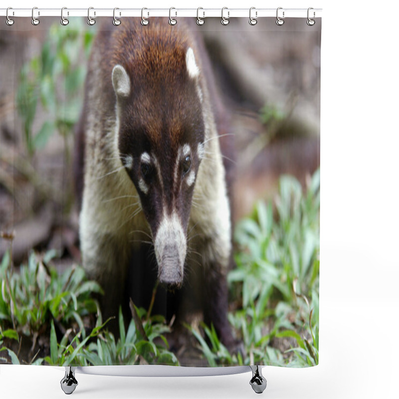 Personality  Small Mammal From Belize Zoo Shower Curtains