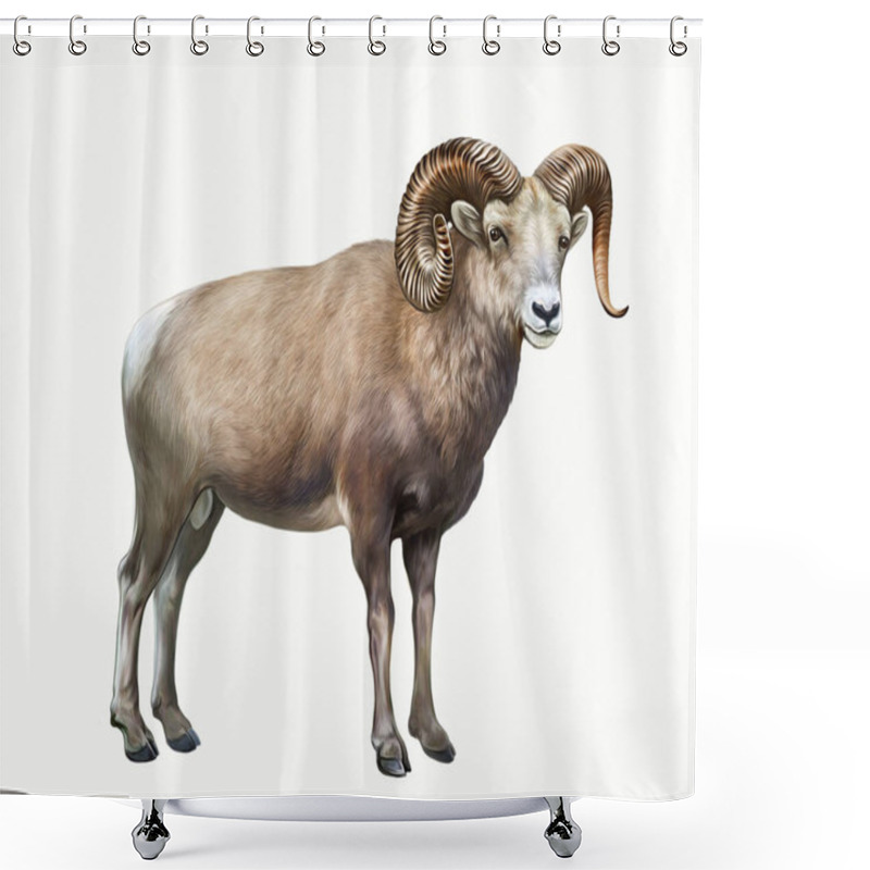 Personality  Bighorn Sheep (Ovis Canadensis), Realistic Drawing, Illustration For The Encyclopedia Of Animals Of The Mountains Of North America, Isolated Image On A White Background Shower Curtains