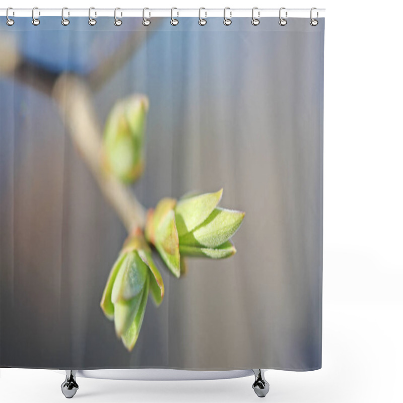 Personality  First Leafes And Kidneys  In Spring Inbright Sunlight Shower Curtains