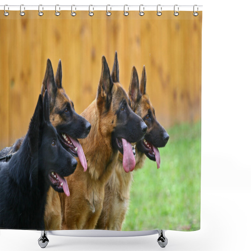 Personality  Four Dogs Shower Curtains