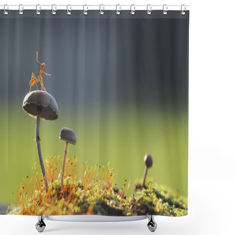 Personality  Weaver Ant Want To Jump From A Mushroom Shower Curtains