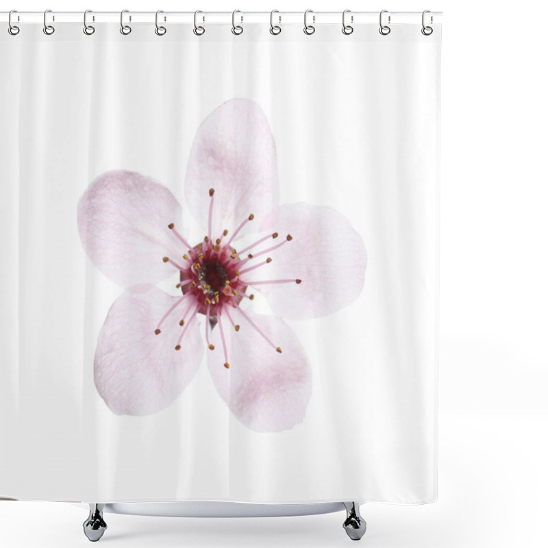 Personality  Beautiful Plum Blossom Isolated On White. Spring Season Shower Curtains